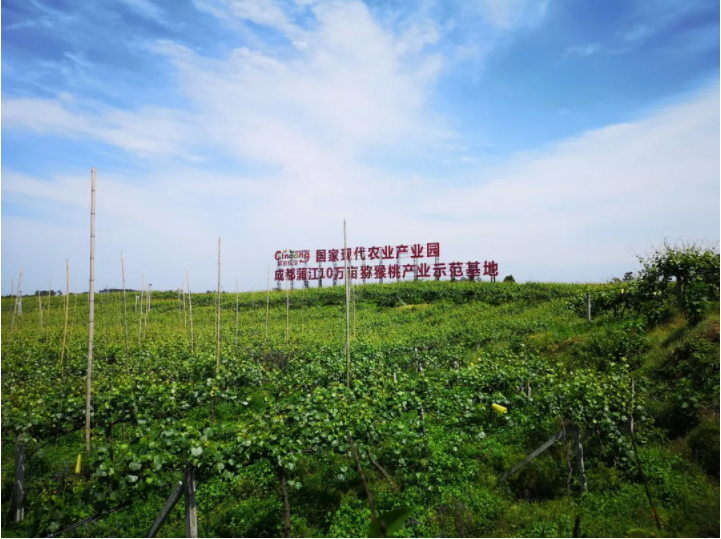 成都蒲江:10萬畝獼猴桃有專業醫生把脈問診